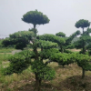造型羅漢松