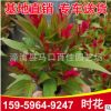 時花小苗袋苗杯苗 產地直銷各種時花 量大從優