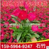 石竹杯苗 各種顏色石竹供應 綠化花卉 基地直供