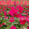 石竹 高度20-25價格1.2 福建漳州基地直銷
