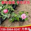 月季花杯苗 室外爬藤攀援月季花苗 大量批發