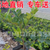 金森女貞小苗袋苗 供應綠化工程庭院植物 多規格供應