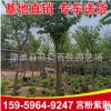 福建羊蹄甲批發 宮粉紫荊 多規格綠化工程苗木
