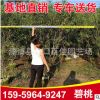 批發碧桃樹苗 行道風景樹 庭院景觀工程供應