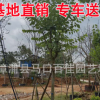 宮粉紫荊 10公分 福建基地直銷 宮粉羊蹄甲批發