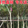 黃花槐 福建基地直銷 多規格供應 黃花槐樹報價