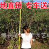 碧桃 高2米 園林綠化碧桃樹 福建基地直銷