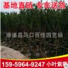 小葉紫薇 大葉紫薇 福建基地直銷 大量批發