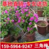 紅花三角梅盆栽 九重葛 光葉子花大量批發 基地直銷