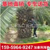 加拿利海棗基地直銷批發 園林景觀綠化工程供應