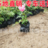 月季花 福建基地直銷 四季開花 大量批發