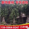 基地供應細葉榕苗木 風景樹綠化苗小葉榕 精選苗大量批發