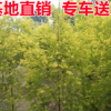 漳浦黃金寶樹苗 精選園林綠化苗木基地供應 各種苗木批發