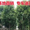 香樟樹苗 20-30公分香樟樹苗木 規格齊全 多頭樟樹 園林綠化苗木