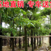 大量盆架子 基地供應糖膠樹 綠化苗木 工程綠化樹糖膠樹