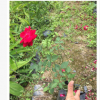 月季花苗批發 量大優惠月季花苗木 多品種月季花