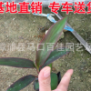 場地供應亮葉朱蕉 精選植物樹苗朱蕉苗批發 灌木綠化苗朱蕉