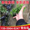 批發銷售雪茄花 盆栽花苗木 灌木植物雪茄花樹苗