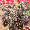 批發紅花繼木 2016 年7月15日大袋紅花繼木報價