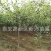 苗圃直銷紅嘎啦蘋果樹 紅富士蘋果樹 規(guī)格齊全 量大從優(yōu)