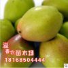 嫁接梨樹苗批發 庫爾勒香梨樹苗 新疆香梨樹苗 庫爾勒香梨苗包郵