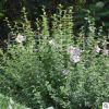 基地直銷 木槿 叢生木槿 木槿價格 綠化樹苗批發(fā) 綠化苗木低價