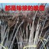 批發(fā)櫻花樹苗重瓣日本晚櫻櫻花小苗早櫻當(dāng)年開花規(guī)格齊全