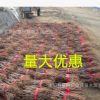 批發(fā)銀杏樹苗 銀杏小樹苗綠化苗木占地拆遷白果樹苗規(guī)格齊全