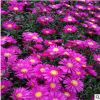 荷蘭菊 山東青州大量供應(yīng)優(yōu)質(zhì)草花荷蘭菊 公園花海租擺系列