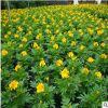 孔雀草 山東青州大量供應(yīng)批發(fā)優(yōu)質(zhì)艷麗草花孔雀草 綠化