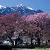 櫻花