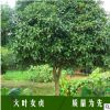 批發(fā)大葉女貞苗 高桿女貞小苗 工程綠化樹木 大葉女貞苗 四季常青