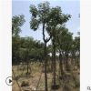 基地直銷黃花槐樹苗叢生黃花槐價(jià)格綠化工程綠化苗木精品特價(jià)