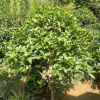 苗木 桂花樹苗70-130cm高丹桂桂樹苗 大小桂花樹自產(chǎn)自銷