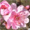 美人梅樹(shù)苗綠化花木行道點(diǎn)綴氣味芳香室內(nèi)盆栽規(guī)格齊全美人梅直銷(xiāo)