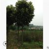 廣玉蘭樹(shù)苗綠化花木庭院種植行道點(diǎn)綴室內(nèi)盆栽氣味芳香廣玉蘭直銷(xiāo)