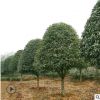 四季桂大樹(shù) 八月桂 金桂 丹桂 桂花樹(shù) 桂花瓶 桂花球 叢生桂花