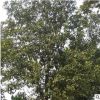 批發(fā)樸樹(shù)樹(shù)苗 基地直供 綠化苗木工程綠化苗基地 規(guī)格全 量大優(yōu)惠