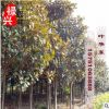 批發(fā)廣玉蘭樹(shù) 行道綠化紅花玉蘭樹(shù)苗 精品廣玉蘭基地直銷(xiāo)價(jià)格優(yōu)惠