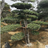 基地常年出售綠化苗優(yōu)質(zhì)造型松 適合園林規(guī)格齊全黑松優(yōu)美景松