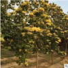 山東基地開花植物黃金丁香樹 多種規格丁香樹苗園林綠化苗木