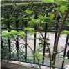 木本繡球樹(shù)苗木繡球苗瓊花樹(shù)苗瓊花繡球樹(shù)苗八仙繡球花苗繡球樹(shù)苗