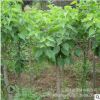 丁香花樹苗盆栽植物花卉 庭院四季綠植室內觀花紫丁香花盆栽