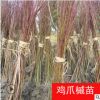 雞爪槭樹苗綠化苗木行道點綴四季常青凈化空氣規格齊全雞爪槭直銷