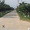 優質綠化行道樹8-20公分雞爪槭樹 綠化苗木雞爪槭小苗 現貨充足