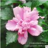 粉色木槿花樹苗重瓣當年開花木槿苗庭院陽臺喜蔭居家裝飾盆栽