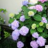 無(wú)盡夏繡球 八仙花 繡球花盆栽