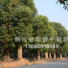 香樟樹批發(fā) 全冠移栽多年香樟常綠喬木