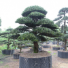 基地優(yōu)質供應造型羅漢松 園林工程