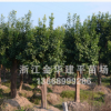 優(yōu)質(zhì)喬木 香泡樹 柚子樹 15-30公分